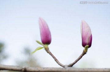 玉兰花