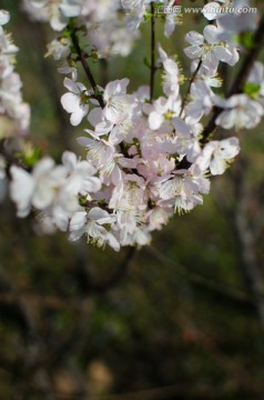 花 花卉