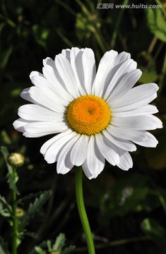 雏菊