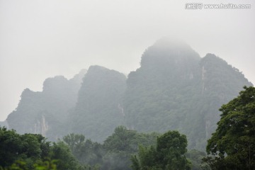 森林植被