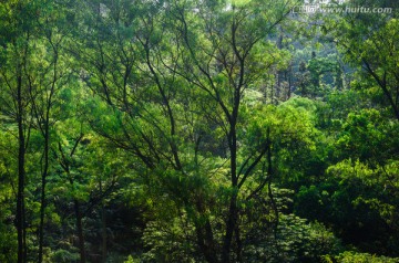 阳光绿树背景