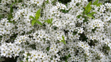 春天盛开的白色繁花