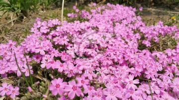 鲜艳的粉色花丛