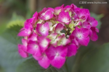 紫阳花