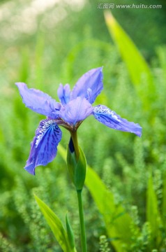 鸢尾花