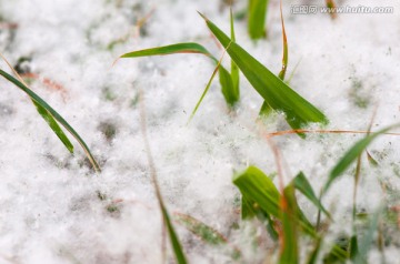 柳絮