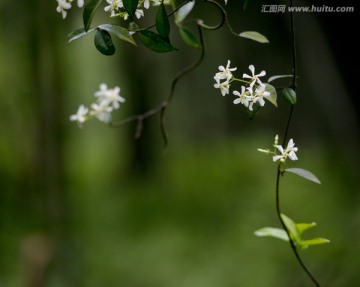 小花