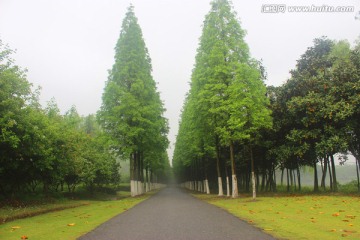 林间小路