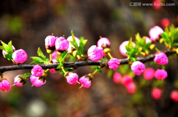 春天的花朵