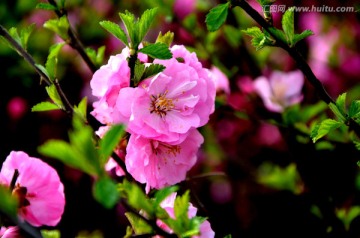 春天的花朵