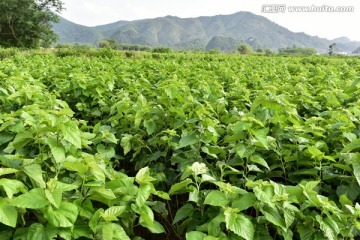 种植桑树