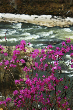 神指峡杜鹃花