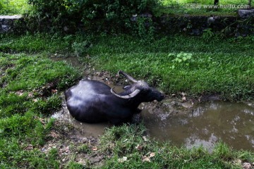 尼泊尔水牛