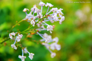 丁香花