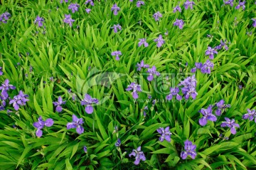 紫鸢尾花丛