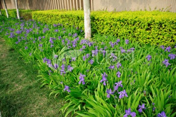 紫鸢尾花丛