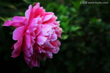 芍药花特写