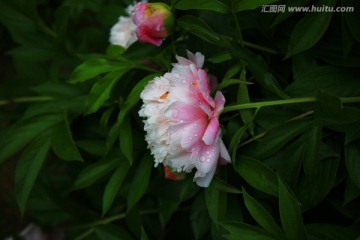 雨打芍药花更艳