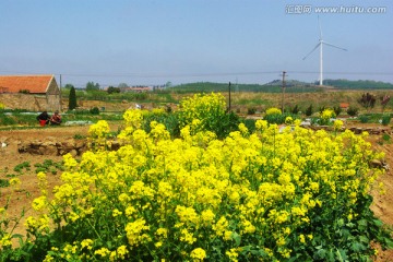 油菜花