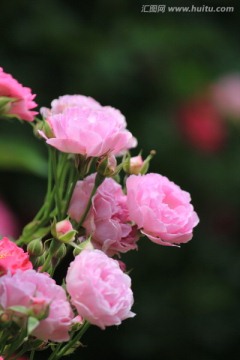 粉红色的花朵