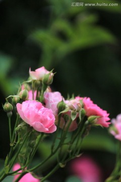 刺玫花