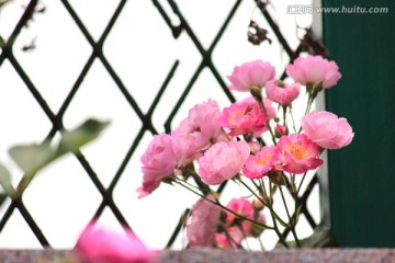 鲜花