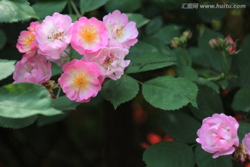 刺玫花