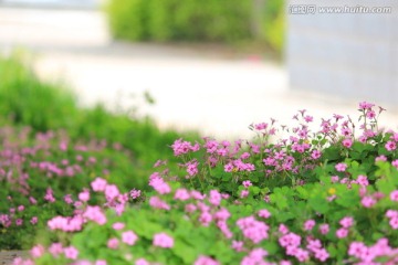 三叶草花