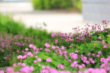 三叶草花
