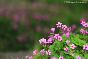三叶草花
