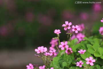 三叶草