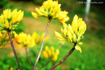 黄色海棠花