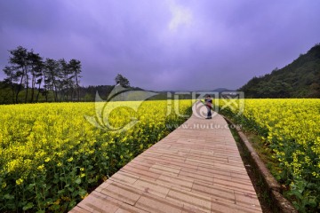 小路 油菜花