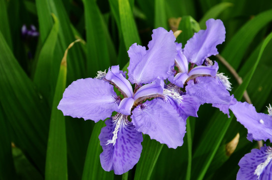 扁竹花
