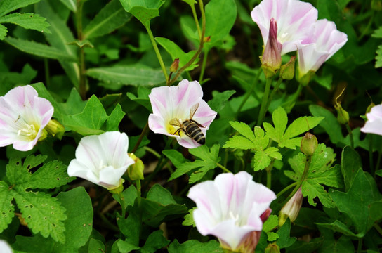 牵牛花和蜜蜂