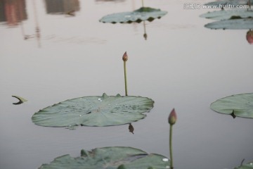 小荷禅意