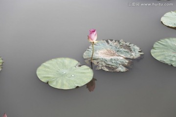 小荷禅意