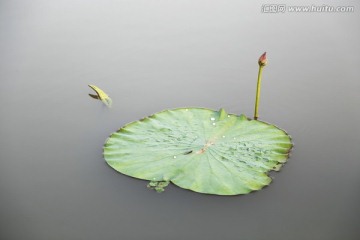 小荷