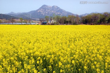 油菜花开