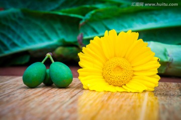 小野菊