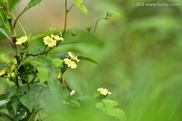 野花 鱼黄草