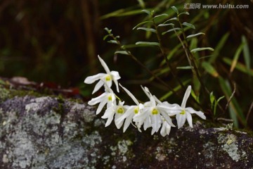 石斛开花