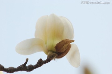 玉兰花