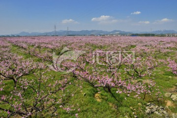 桃花源