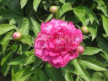 芍药