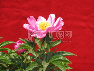 芍药