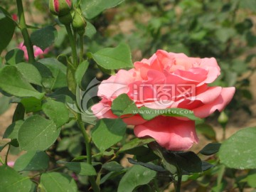 月季花