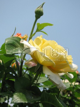 月季花