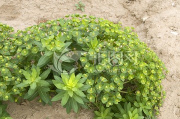 甘遂 药用植物