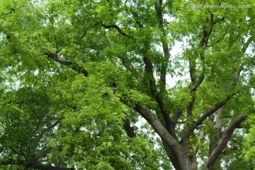 皂荚 皂荚树 皂角树